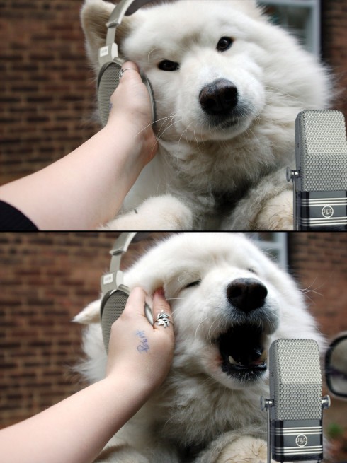 tasharadio This is Canine Public Radio Morning Edition, I'm Tasha. Grrr... Ruff. Achoo! That's my bone!