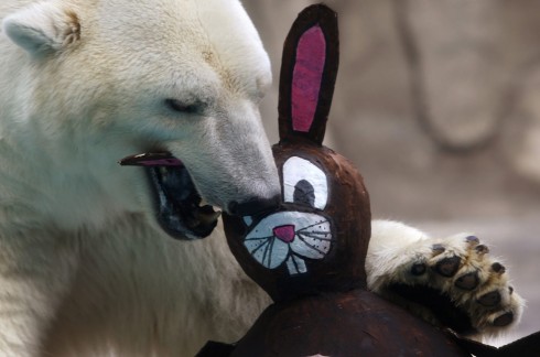 e30_18607749jpg A polar bear bites a mock Easter Bunny stuffed with food at the Buenos Aires Zoo in Argentina on April 9, 2009.