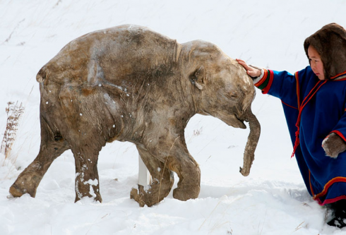 mammoth A Nenets boy tentatively examines Lyuba outside Shemanovsky Museum in Salekhard, Siberia.