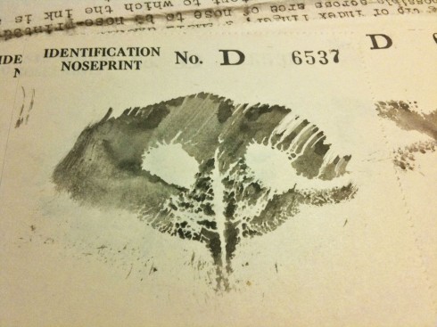 nose-print-closeup Lady's nose-print (via the "alternative method")